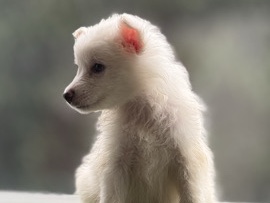 Indian Spitz – Indian spitz – Kollam
