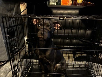 Staffordshire Bull Terrier – I want to sell my dog – Braithwaite