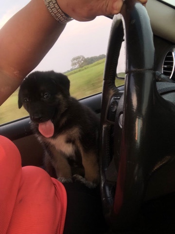 German Shepherd – puppies for sale