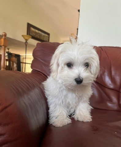 Maltese – Pure Breed Maltese