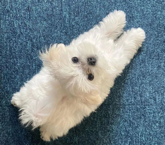 Maltese – 100x100 maltes💎certificado dé petland🔵🔵2 boy left no check💲
