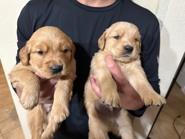 Golden Retriever β Golden Retriever Puppy