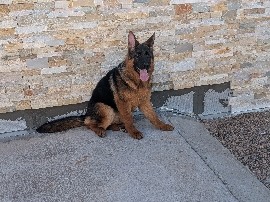 German Shepherd – Male German Shepherd large – El Paso