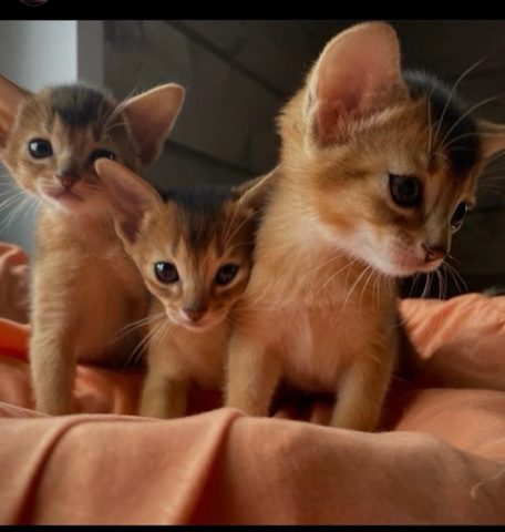 Abyssinian kittens 