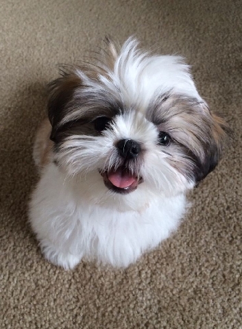 Shih Tzu – shi Tzu puppy for sale