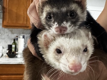 ferrets looking for a home – Denver