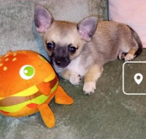 Chihuahua – Beautiful Chihuahua for sale
