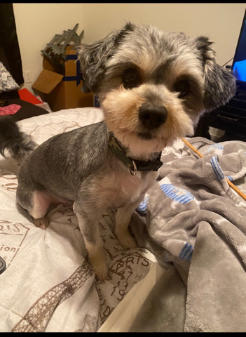 Maltese – Maltese/Yorkie