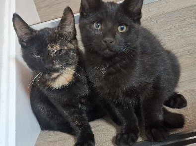 little cute female and male kittens – Earley