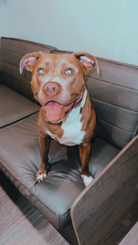 American Pit Bull Terrier – Need to rehome