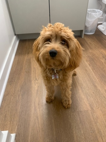 Cavalier King Charles Spaniel – Cavapoo Puppy for Sale