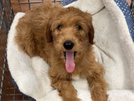 Goldendoodle – Goldendoodle – Lawrence