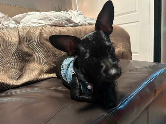 Chihuahua – Friendly 8-Month-Old Chihuahua for Sale in New York – New York