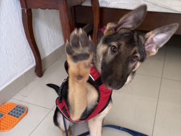 German Shepherd – German Shepard – Hialeah