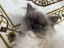 Himalayan – A Himalayan-Ragdoll Female – New Delhi