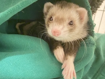 Standard Ferret – Rehoming solo ferret – Garland