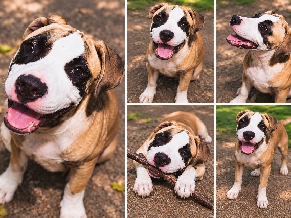 Boxer – Sweet Tessy Needs a Loving Home ❤️ – Fort Worth