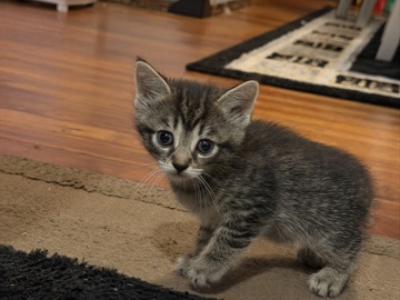 American Shorthair – kittens for adoption – Rochester