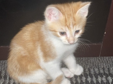 Tabby Kitten