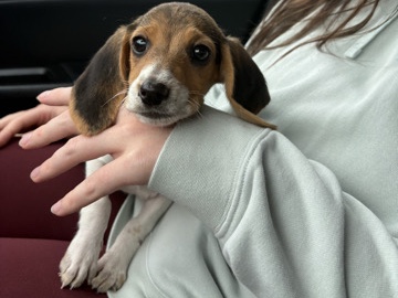Beagle – Pedigree Beagle for Sale in Norfolk – Norfolk