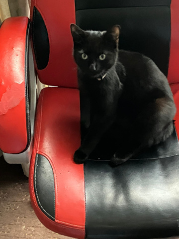 cat free to good home
