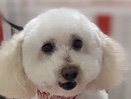 rehome h dog