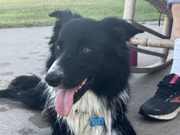 Male Border Collie