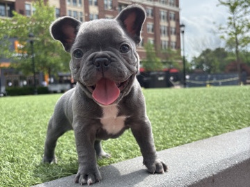 French Bulldog – Adorable French BullDog Puppy – Baltimore