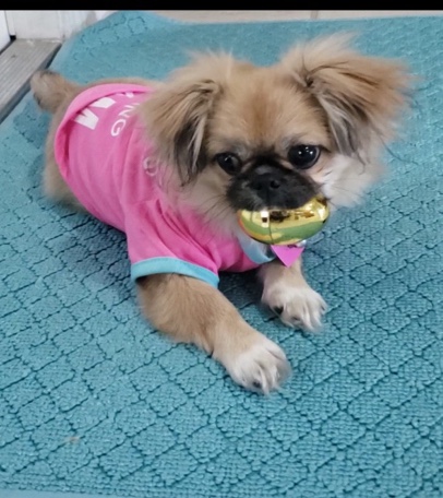 Bella needs a new home asap 