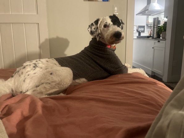 Sheepadoodle puppy