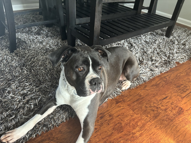 Boxer – Meet Jada – A Loving, Energetic Boxer – Lansdowne