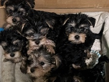 Yorkshire Terrier - snorkie puppies 5 left out of 11 available for adoption in Phoenix