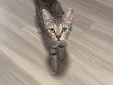 Domestic Short Haired Cat for Sale – West Palm Beach