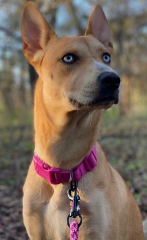 Labrador Husky Mix