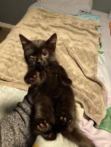 Bombay β Black Kitten πββ¬