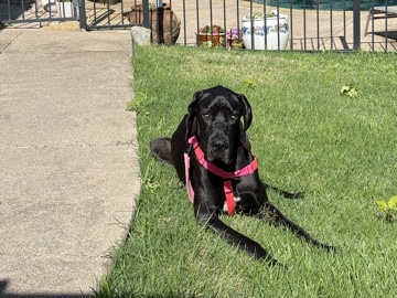 Great Dane - Great dane  available for adoption in Dallas