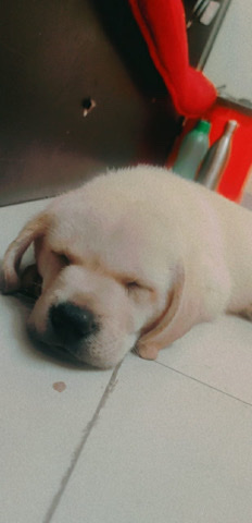 Labrador Retriever – A champion breed labrador