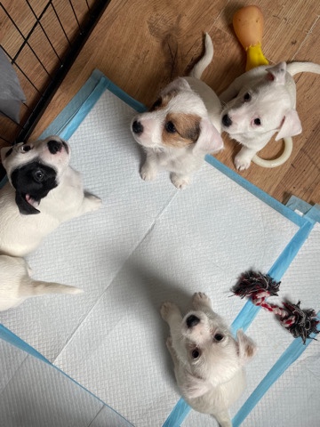 Jack Russell Terrier – Jack Russell boy pups for sale