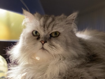 Image of Persian (Traditional)