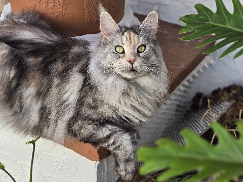 Maine Coon – Retired Maine **** Queen, 5 Years Old, Sweet Spayed Girl Looking for a No-Other-Cats Forever Home – Palm Coast
