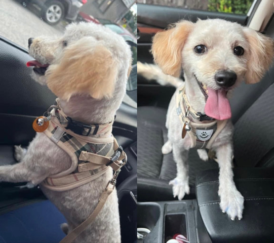 Maltese – charming, friendly, family oriented