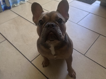French Bulldog – French Bulldog – Bell Gardens