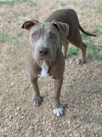 American Staffordshire