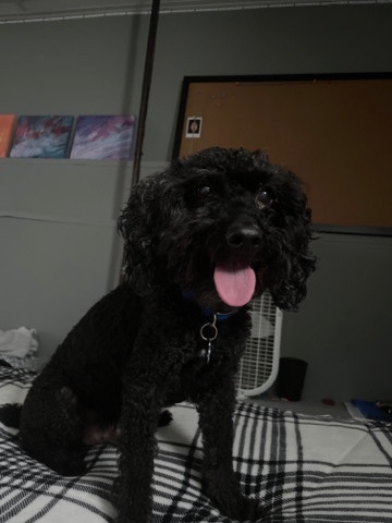 Buddy