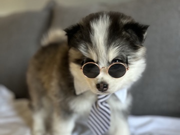 Pomsky – Home For Loki – Maple Grove