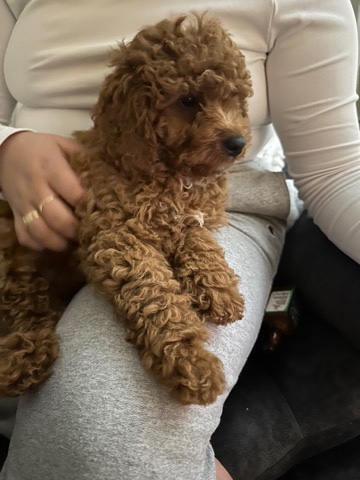 Poodle – Cockapoo Puppy