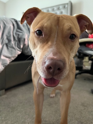 American Pit Bull Terrier – American Pit Bull