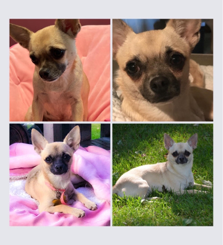 Chihuahua – Short coat fawn sable Chihuahua