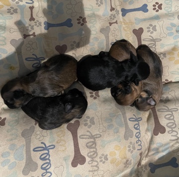 Shih Tzu – puppies