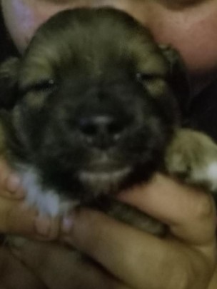Chihuahua – 1 girl the boys for sale 5 weeks old